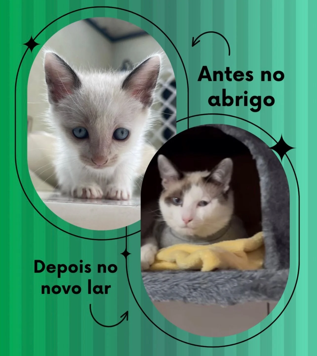 Cacau